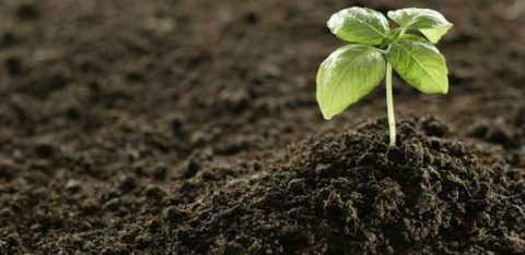 A young green seedling sprouting from dark, nutrient-rich soil